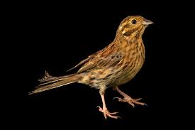 Image result for Emberiza cia