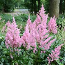 Attēlu rezultāti vaicājumam “Astilbe chinensis”