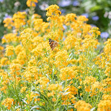 Attēlu rezultāti vaicājumam “Erysimum hieracifolium flower”