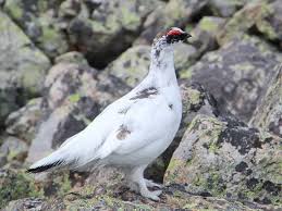 Image result for Lagopus muta