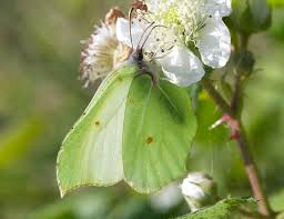 Attēlu rezultāti vaicājumam “Gonepteryx rhamni upperside”