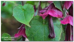 Image result for Rhodochiton atrosanguineum