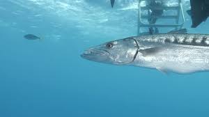 Image result for Dive Barracuda