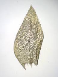 Attēlu rezultāti vaicājumam “Plagiothecium laetum”