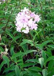 Attēlu rezultāti vaicājumam “Saponaria officinalis flower”
