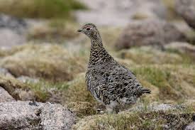 Attēlu rezultāti vaicājumam “Lagopus lagopus female”
