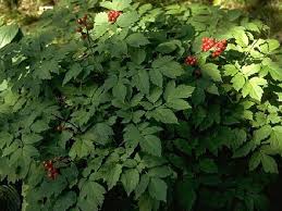 Image result for Christophskraut