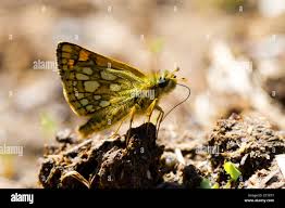 Attēlu rezultāti vaicājumam “Carterocephalus silvicolus underside”