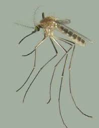 Attēlu rezultāti vaicājumam “Culex pipiens”