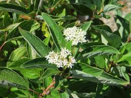Attēlu rezultāti vaicājumam “Cornus sericea”