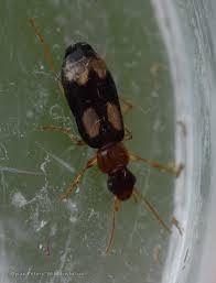 Attēlu rezultāti vaicājumam “Dromius quadrimaculatus”