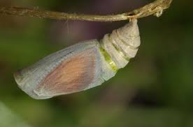 Attēlu rezultāti vaicājumam “Coenonympha glycerion underside”