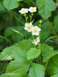 Attēlu rezultāti vaicājumam “Fragaria vesca flower”