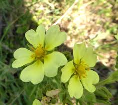 Image result for Potentilla recta