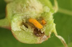 Attēlu rezultāti vaicājumam “Contarinia petioli”