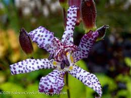 Image result for Tricyrtis `Black Beauty`