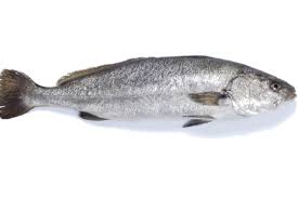 Image result for Argyrosomus regius