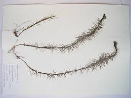 Attēlu rezultāti vaicājumam “Hippuris vulgaris”