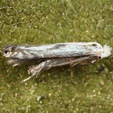 Attēlu rezultāti vaicājumam “Lyonetiidae”