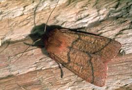 Attēlu rezultāti vaicājumam “Mythimna turca”