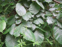 Attēlu rezultāti vaicājumam “Ulmus laevis leaf”