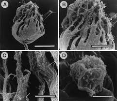 Attēlu rezultāti vaicājumam “Cribraria splendens”