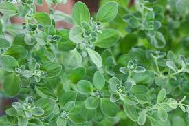 Image result for Origanum majorana