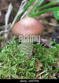 Attēlu rezultāti vaicājumam “Stropharia hornemannii”