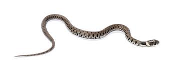 Attēlu rezultāti vaicājumam “Natrix natrix”