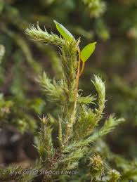 Attēlu rezultāti vaicājumam “Antitrichia curtipendula”