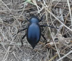 Attēlu rezultāti vaicājumam “Blaps mortisaga”