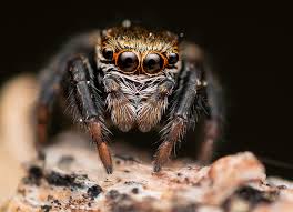 Attēlu rezultāti vaicājumam “Evarcha falcata male”