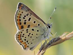 Attēlu rezultāti vaicājumam “Lycaena tityrus female”