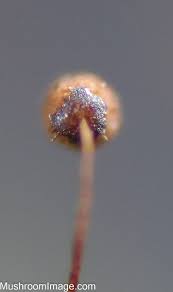 Attēlu rezultāti vaicājumam “Cribraria cancellata var. fusca spores”