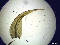 Attēlu rezultāti vaicājumam “Drepanocladus lycopodioides”