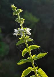 Attēlu rezultāti vaicājumam “Ocimum basilicum flower”