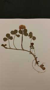 Attēlu rezultāti vaicājumam “Trifolium repens fruit”