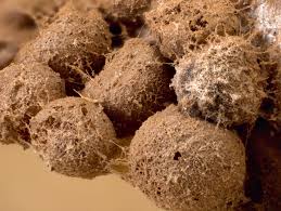 Attēlu rezultāti vaicājumam “Dianema depressum plasmodium”