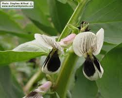 Attēlu rezultāti vaicājumam “Vicia faba flower”