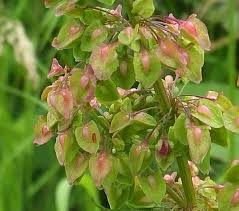 Attēlu rezultāti vaicājumam “Rumex crispus fruit”