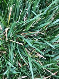 Attēlu rezultāti vaicājumam “Poa trivialis”