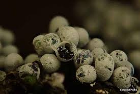 Attēlu rezultāti vaicājumam “Badhamia capsulifera macro”