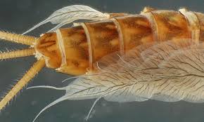 Attēlu rezultāti vaicājumam “Ephemeroptera”