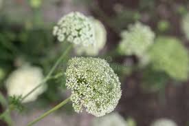 Attēlu rezultāti vaicājumam “Daucus sativus flower”