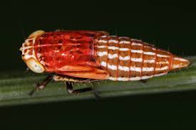 Attēlu rezultāti vaicājumam “Rhopalus maculatus imago”