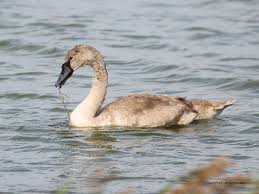 Attēlu rezultāti vaicājumam “Cygnus olor juvenile”