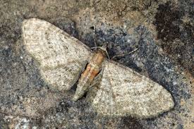 Attēlu rezultāti vaicājumam “Eupithecia lanceata”