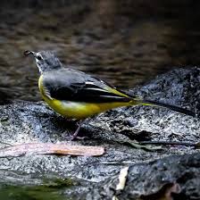 Attēlu rezultāti vaicājumam “Motacilla cinerea”