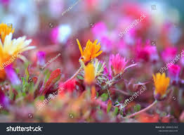 Image result for Mesembryanthemum criniflorum