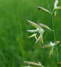 Attēlu rezultāti vaicājumam “Helictotrichon pubescens”